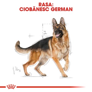 Royal Canin German Shepherd Adult, hrana uscata caine Ciobanesc German, 3KG - Img 3