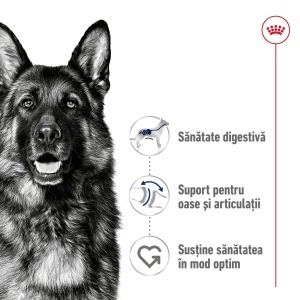 Royal Canin Maxi Adult, hrana uscata caine, 3KG - Img 4