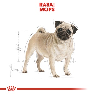 Royal Canin Pug Adult, hrana uscata caine, 1.5KG - Img 3