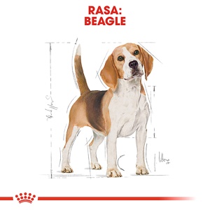 Royal Canin Beagle Adult, hrana uscata caine, 3KG - Img 3