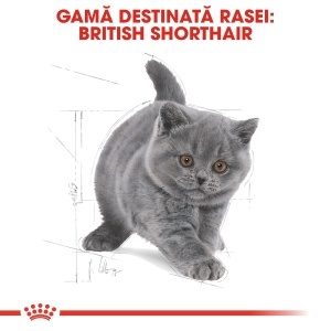 Royal Canin British Shorthair Kitten, hrana uscata pisica junior, 400G - Img 2