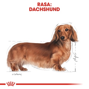Royal Canin Dachshund Adult, hrana uscata caine Teckel, 1.5KG - Img 3