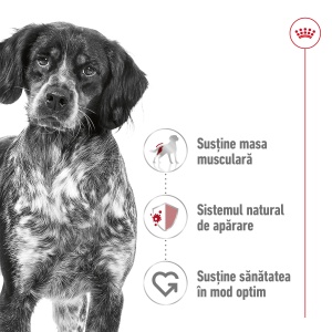 Royal Canin Medium Adult, hrana uscata caine, 12KG - Img 3