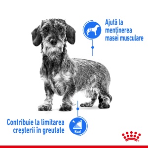Royal Canin Mini Light Weight Care Adult, hrana uscata caine, limitarea cresterii in greutate, 1KG - Img 3