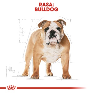 Royal Canin Bulldog Adult, hrana uscata caine, 3KG - Img 3