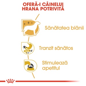 Royal Canin Chihuahua Adult, hrana umeda caine (pate), 12 x 85 g - Img 5
