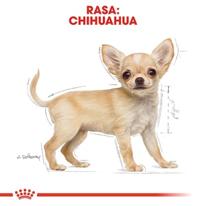 Royal Canin Chihuahua Puppy, hrana uscata caine junior, 1.5KG - Img 3