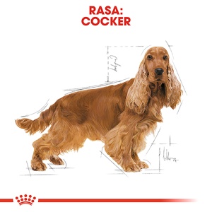 Royal Canin Cocker Adult, hrana uscata caine, 3KG - Img 3