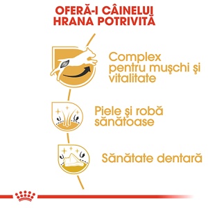 Royal Canin Jack Russell Terrier Adult, hrana uscata caini, 1.5KG - Img 5