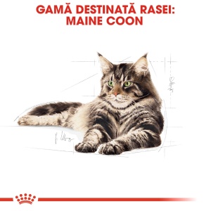 Royal Canin Maine Coon Adult, hrana uscata pisica, 10KG - Img 7