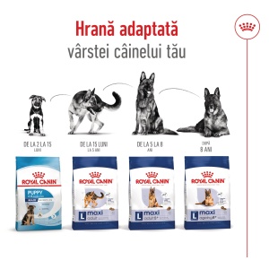 Royal Canin Maxi Adult 5+, hrana uscata caine, 4KG - Img 10