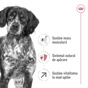 Royal Canin Medium Adult 7+, hrana uscata caine, 4KG - Img 3