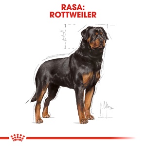 Royal Canin Rottweiler, Adult hrana uscata caine, 12KG - Img 3