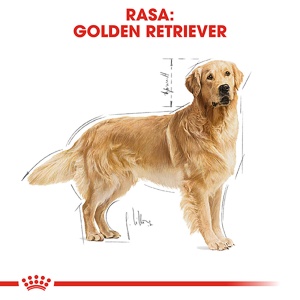Royal Canin Golden Retriever Adult, hrana uscata caine, 3KG - Img 3