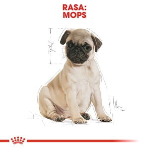 Royal Canin Pug Puppy, hrana uscata caine junior, 1.5KG - Img 3