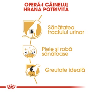 Royal Canin Bichon Frise Adult, hrana uscata caine, 500G - Img 7