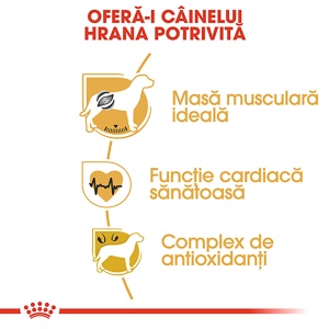 Royal Canin Boxer Adult, hrana uscata caine, 12KG - Img 5