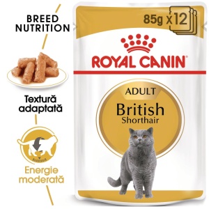 Royal Canin British Shorthair Adult, hrana umeda pisica (in sos), 12 x 85G