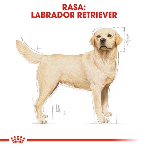 Royal Canin Labrador Adult, hrana uscata caine, 3KG - Img 3