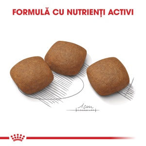 Royal Canin Maxi Joint Care Adult, hrana uscata caine, ingrijirea articulatiilor, 10KG - Img 4