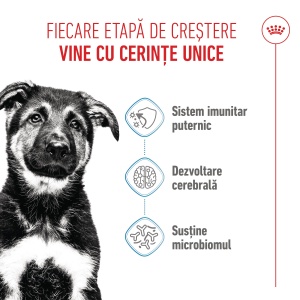 Royal Canin Maxi Puppy, hrana uscata caine junior, 15KG - Img 3