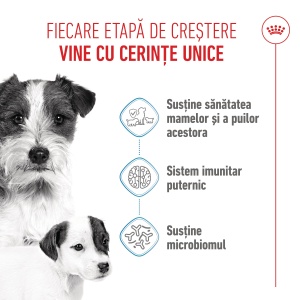 Royal Canin Mini Starter Mother & BabyDog, mama si puiul, hrana uscata caini, 1KG - Img 10