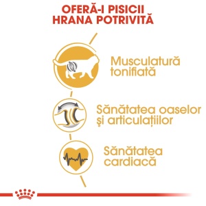 Royal Canin British Shorthair Adult, hrana uscata pisica, 2KG - Img 3
