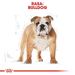 Royal Canin Bulldog Adult, hrana uscata caine, 12KG - Img 3