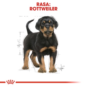 Royal Canin Rottweiler Puppy, hrana uscata caine junior, 12KG - Img 3