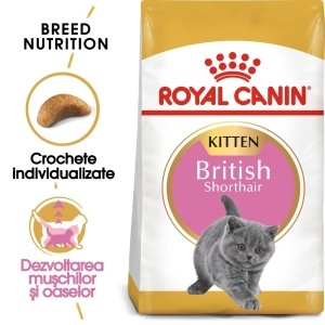 Royal Canin British Shorthair Kitten, hrana uscata pisica junior, 10KG