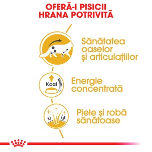 Royal Canin Maine Coon Adult, hrana umeda pisica (in sos), 12 x 85G - Img 7