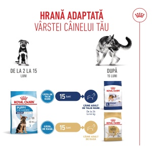 Royal Canin Maxi Puppy, hrana uscata caine junior, 15KG - Img 7