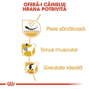 Royal Canin Pug Adult, hrana uscata caine, 1.5KG - Img 5
