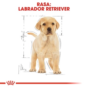 Royal Canin Labrador Puppy, hrana uscata caine junior, 3KG - Img 3