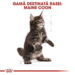 Royal Canin Maine Coon Kitten, hrana uscata pisica junior, 2KG - Img 3