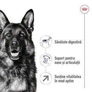 Royal Canin Maxi Adult 5+, hrana uscata caine, 15KG - Img 4