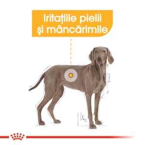 Royal Canin Maxi Dermacomfort, hrana uscata caine, prevenirea iritatiilor pielii, 12KG - Img 3