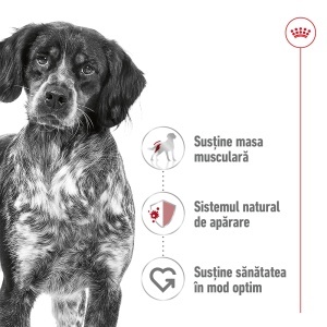 Royal Canin Medium Adult, hrana umeda caine (in sos), 10 x 140G - Img 2