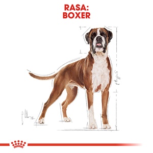 Royal Canin Boxer Adult, hrana uscata caine, 12KG - Img 3