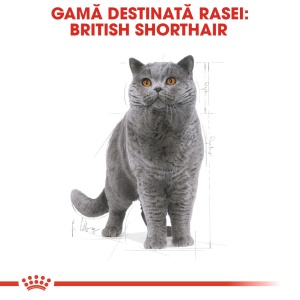 Royal Canin British Shorthair Adult, hrana uscata pisica, 2KG - Img 4