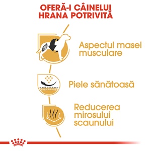 Royal Canin French Bulldog Adult, hrana uscata caine, 1.5KG - Img 4