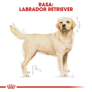 Royal Canin Labrador Adult, hrana uscata caine, 12KG - Img 3