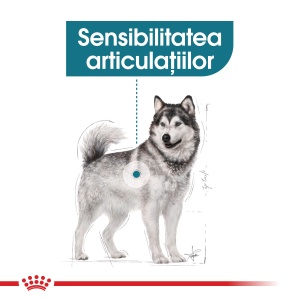 Royal Canin Maxi Joint Care Adult, hrana uscata caine, ingrijirea articulatiilor, 10KG - Img 2