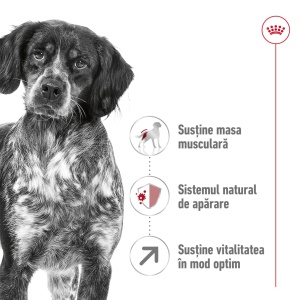 Royal Canin Medium Adult 7+, hrana uscata caine, 15KG - Img 3