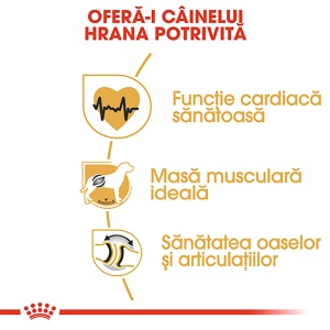 Royal Canin Rottweiler, Adult hrana uscata caine, 12KG - Img 5