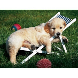 PUZZLE GOLDEN RETRIEVER, 500 PIESE