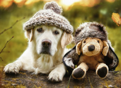 PUZZLE LABRADOR CU PALARIE, 500 PIESE