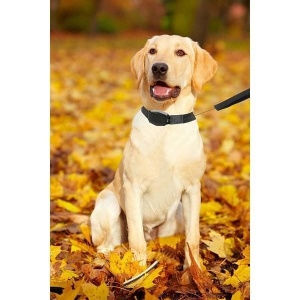 Lesa retractabila pentru caini Lucky Leash L/XL - Img 2
