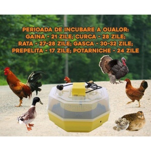 Incubator electric oua (clocitoare) cu dispozitiv de intoarcere Cleo 5D, 230 V, 41 oua capacitate, 38°C temperatura incubare, INTOARCE OUALE SINGURA, incubator oua, clocitoare oua, incubator pui, CLOCITOARE CU CHEITA - Img 2