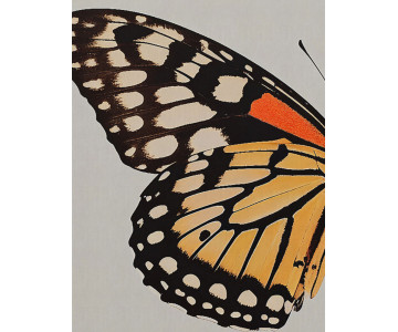 Tablou Canvas Tranquil Butterfly Bliss - Img 3